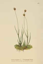 Juncia de Tres Cáscaras (Juncus triglumis)