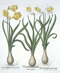 Tres Pseudo-Narcisos, de Hortus Eystettensis por Basil Besler (1561-1629) publicado en 1613