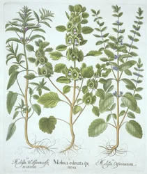 Tres tipos de Bálsamo, de Hortus Eystettensis, por Basil Besler (1561-1629), pub. 1613