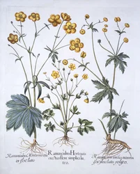 Tres Variedades de Ranúnculo, de Hortus Eystettensis, por Basil Besler, pub. 1613
