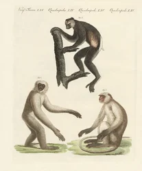 Tres tipos de monos