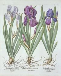 Tres variedades de lirios rizomatosos con barba, de Hortus Eystettensis, por Basil Besler (1561-1629) pub. 1613