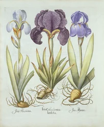 Tres variedades de lirios rizomatosos sin barba, de Hortus Eystettensis, por Basil Besler (1561-1629) pub. 1613