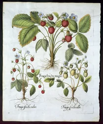Tres variedades de fresa, lámina 116, de Hortus Eystettensis por Basil Besler (1561-1629) publicado en 1613