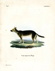Perro tibetano