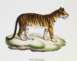 Tigre (Felis tigris), de Mamíferos ilustrados de la naturaleza con descripciones, por Johann Christian Daniel von Schreber (1739-1810), grabado por IC Bock después del dibujo de A Fleischmann, volumen 3, tabla 98 A, Alemania