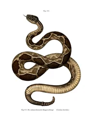 Serpiente de cascabel de madera