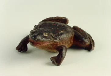 Sapo