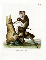 Macaco toque