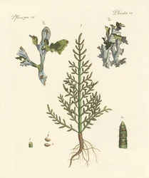 Plantas comerciales y medicinales