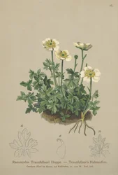 Ranúnculo de Traunfellners (Ranunculus Traunfellneri)