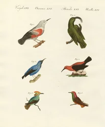 Trepadores y colibríes