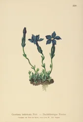 Genciana de Triglav (Gentiana terglouensis, Gentiana imbricata)