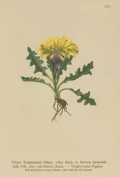 Crepis de Triglav (Crepis Terglouensis, Soyeria hyoseridifolia sub Hierac.)