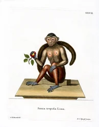 Capuchino de moño
