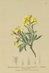 Alhelí enano (Erysimum pumilum, Erysimum alpinum)