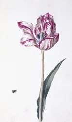 Tulipán y abeja, siglo XVIII