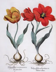 Tulipanes: 1.Tulipa globosa serotina cinnabrio colore; 2.Tulipa globosa serotina aureo colore punctata, del Hortus Eystettensis por Basil Besler (1561-1629), pub. 1613