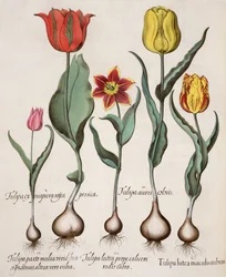 Tulipanes: 1.Tulipa lutea maculis rubens; 2.Tulipa aurei coloris; 3.Tulipa lutea prope calicem radis rubro; 4.Tulipa parte media viridibus signaturis, altera vero rubia; 5.Tulipa cx purpura rosea persica