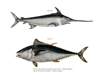 Atún