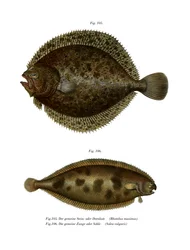 Rodaballo