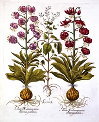 Lirio de Capuchón Turco y Hierba de los Encantadores, de Hortus Eystettensis, por Basil Besler, pub. 1613