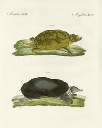 Tortugas de aguas dulces (grabado coloreado)