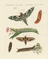 Mariposa crepuscular