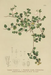 Flor gemela (Linnaea borealis)