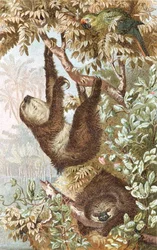 Perezoso de dos dedos, lámina de "Brehms Tierleben: Allgemeine Kunde des Tierreichs", vol.2, p.646, publicado por Bibliographisches Institut