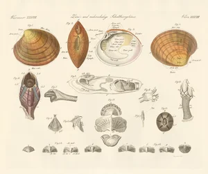 Conchas bivalvas y más o mejillones