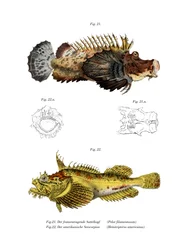 Pez escorpión de dos palos
