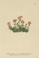 Saxífraga de dos flores (Saxifraga biflora)