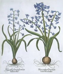 Dos Jacintos Azules, de Hortus Eystettensis por Basil Besler (1561-1629) publicado en 1613