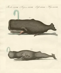 Dos tipos extraños de ballenas