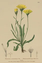 Polígala de hojas de estatice (Hieracium staticefolium, Hieracium staticifolium, Tolpis staticifolia, Chlorocrepis staticifolium, Chlorocrepis staticifolia)