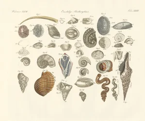 Animales univalvos o envoltura de gusanos