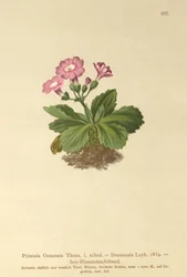 Primavera de Val-Daone (Primula Oenensis, Primula Daonensis)