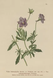 Violeta de Valderia