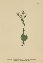 Saxífraga de Vandelli (Saxifraga Vandellii)