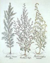 Variaciones de ajenjo, de Hortus Eystettensis, por Basil Besler, pub. 1613