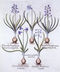 Variedades de jacinto con bulbo, de Hortus Eystettensis, por Basil Besler, pub. 1613