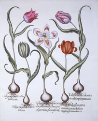 Variedades de Tulipán, de Hortus Eystettensis, por Basil Besler, pub. 1613