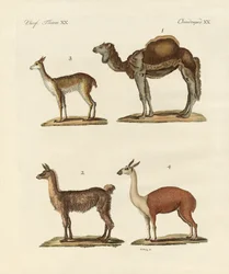 Varios camellos