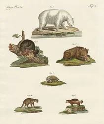 Varios tipos de osos