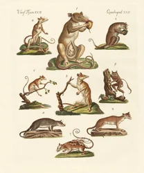 Varios tipos de marsupiales