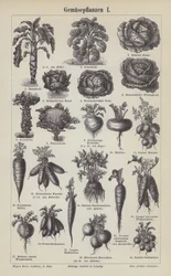 Verduras (grabado)