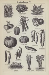 Verduras (grabado)