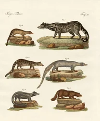 Viverras, civetas, zorrillos