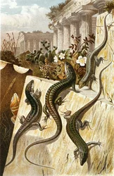 Lagartija de pared, lámina de "Brehms Tierleben: Allgemeine Kunde des Tierreichs", vol.7, p.151, publicado por Bibliographisches Institut